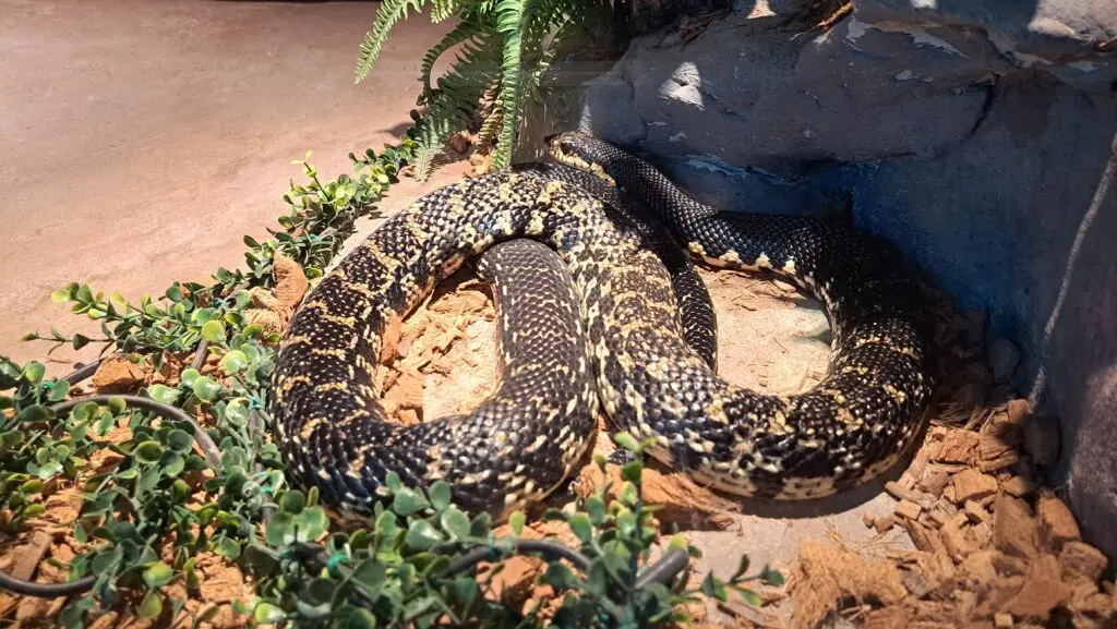 Snake in an terrarium