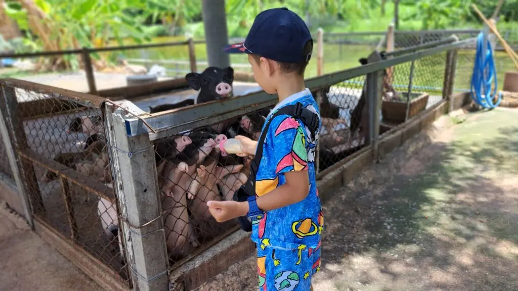 Feeding Mini pigs