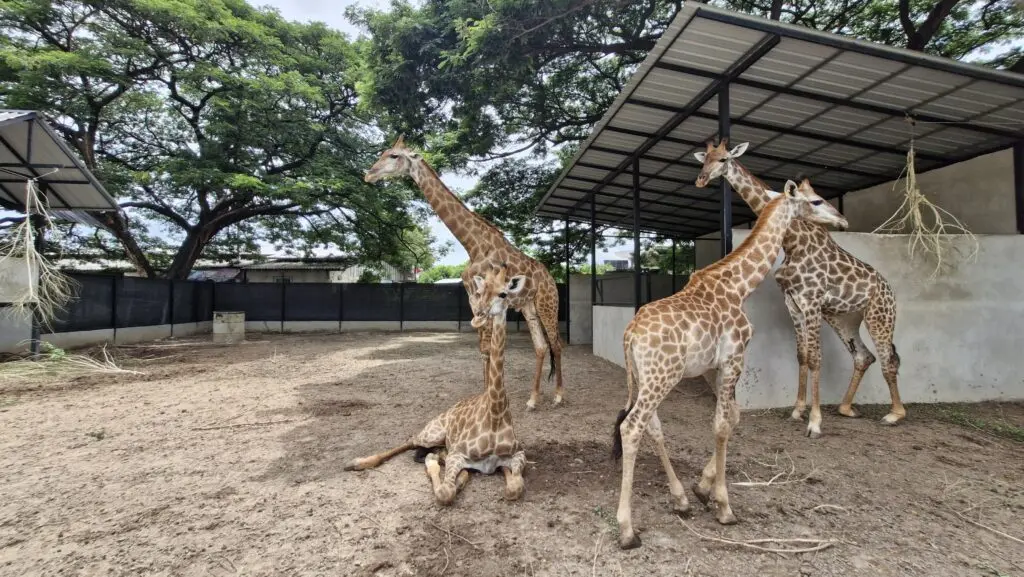 Giraffes at the Zucata Sheep Farm